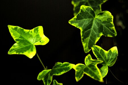 Green ivy leaf entwine photo