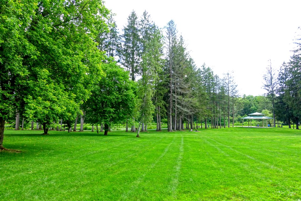 Meadow - Benson Park - Hudson, New Hampshire - DSC07502