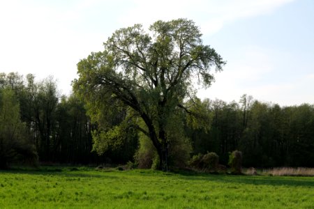 Meadow in Brusendorf 2021-05-11 09