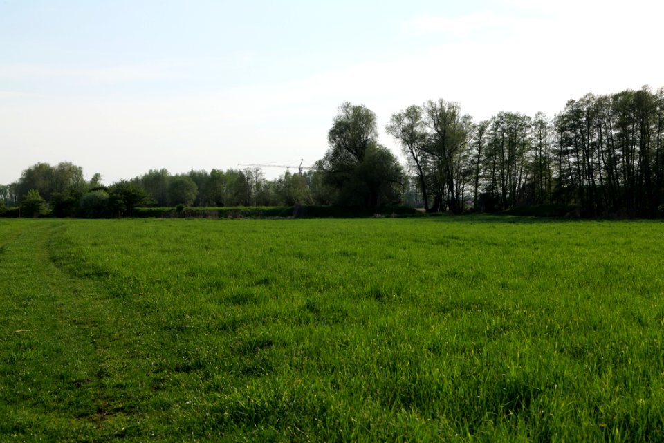 Meadow in Brusendorf 2021-05-11 07