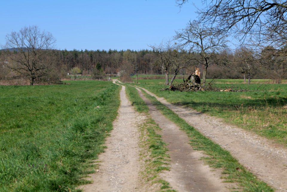 Meadow Oberhöchstadt 2020-03-25 12