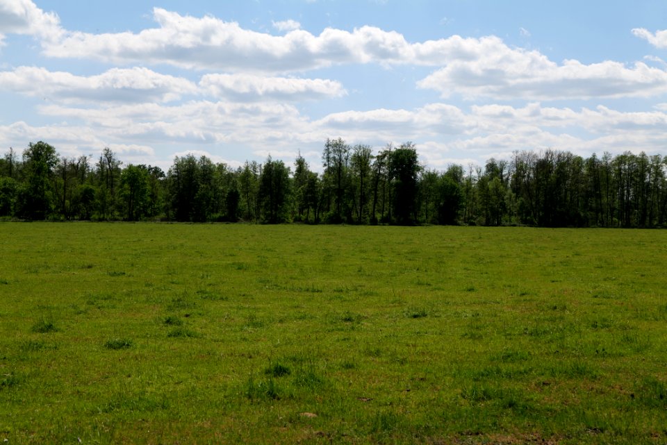 Meadow at Leitsakgraben 2020-05-15 13