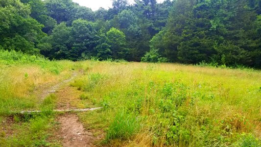 Meadow - Habitat Education Center & Wildlife Sanctuary - Belmont, MA - 20200622 085007