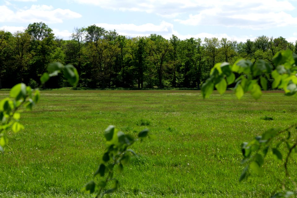 Meadow at Leitsakgraben 2020-05-15 02