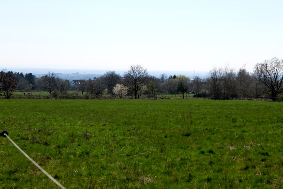 Meadow Oberhöchstadt 2020-03-25 18
