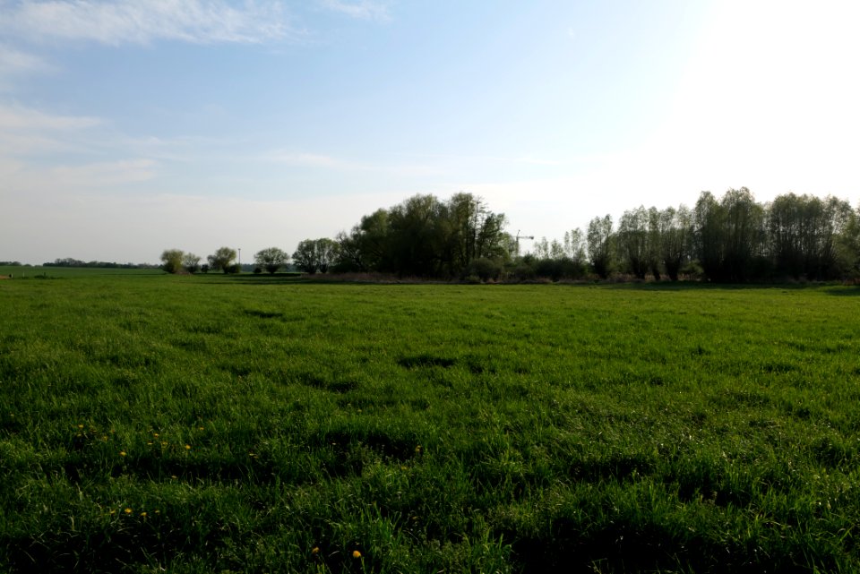 Meadow in Brusendorf 2021-05-11 21
