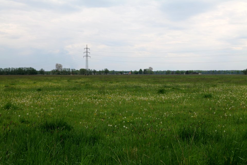 Meadow near Schleuensches Luch 2020-05-10 11