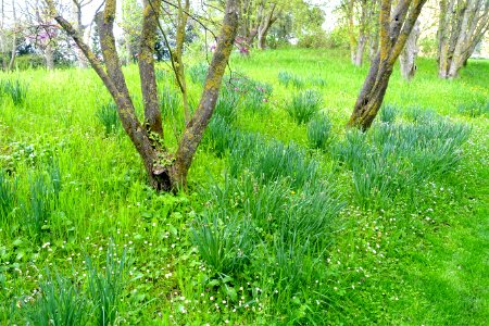 Meadow - Torrecchia Vecchia - Cisterna di Latina, Italy - DSC03429
