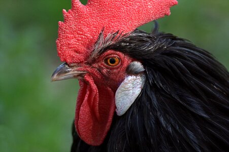 Poultry farm colorful