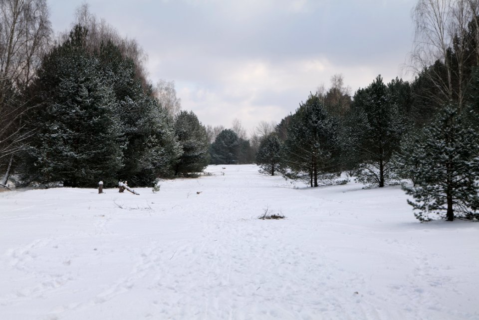 Meadow Fichtewiese Erlengrund Spandauer Forst with snow 2021-02-10 14