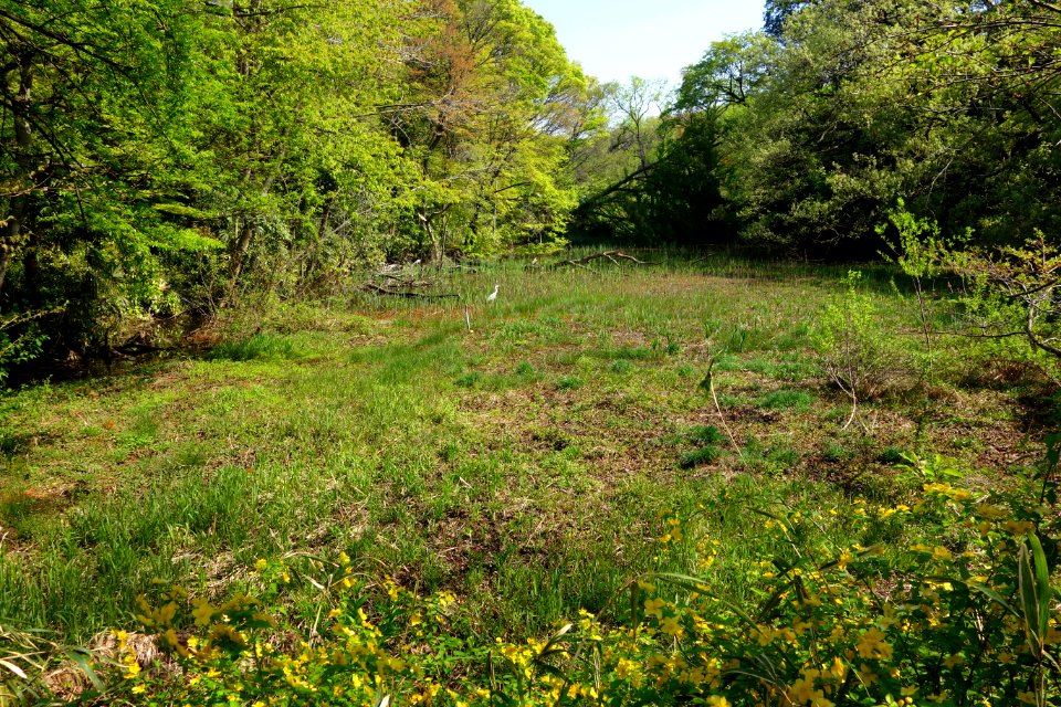 Meadow - Institute for Nature Study, Tokyo - DSC02099