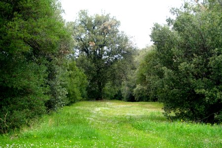 Meadow - Bosco - Villa Lante, Bagnaia, Italy - DSC01944