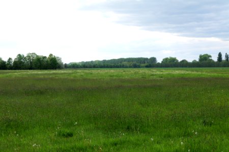Meadow in Nauen 2020-05-15 12