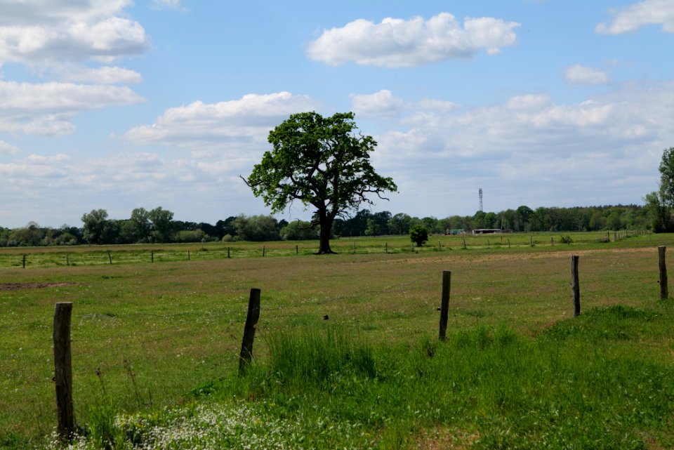 Meadow at Leitsakgraben 2020-05-15 17