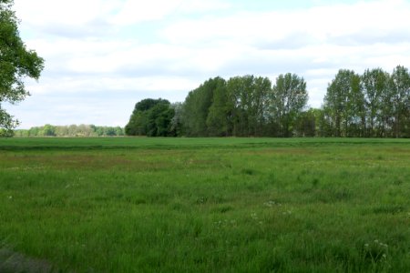 Meadow in Nauen 2020-05-15 01