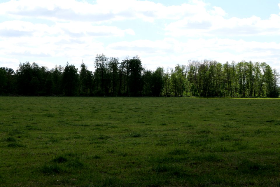 Meadow at Leitsakgraben 2020-05-15 11