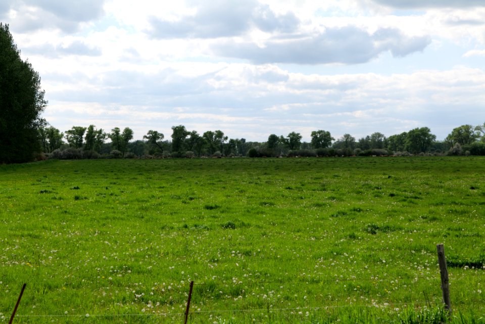 Meadow in Nauen 2020-05-15 05