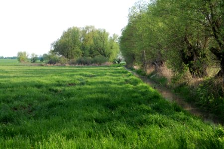Meadow in Brusendorf 2021-05-11 17