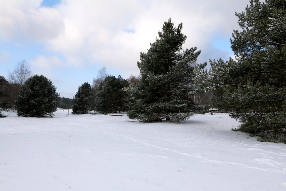 Meadow Fichtewiese Erlengrund Spandauer Forst with snow 2021-02-10 01