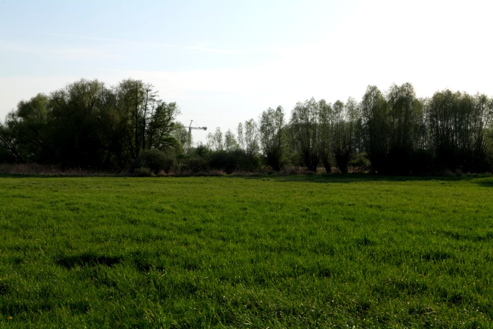 Meadow in Brusendorf 2021-05-11 22