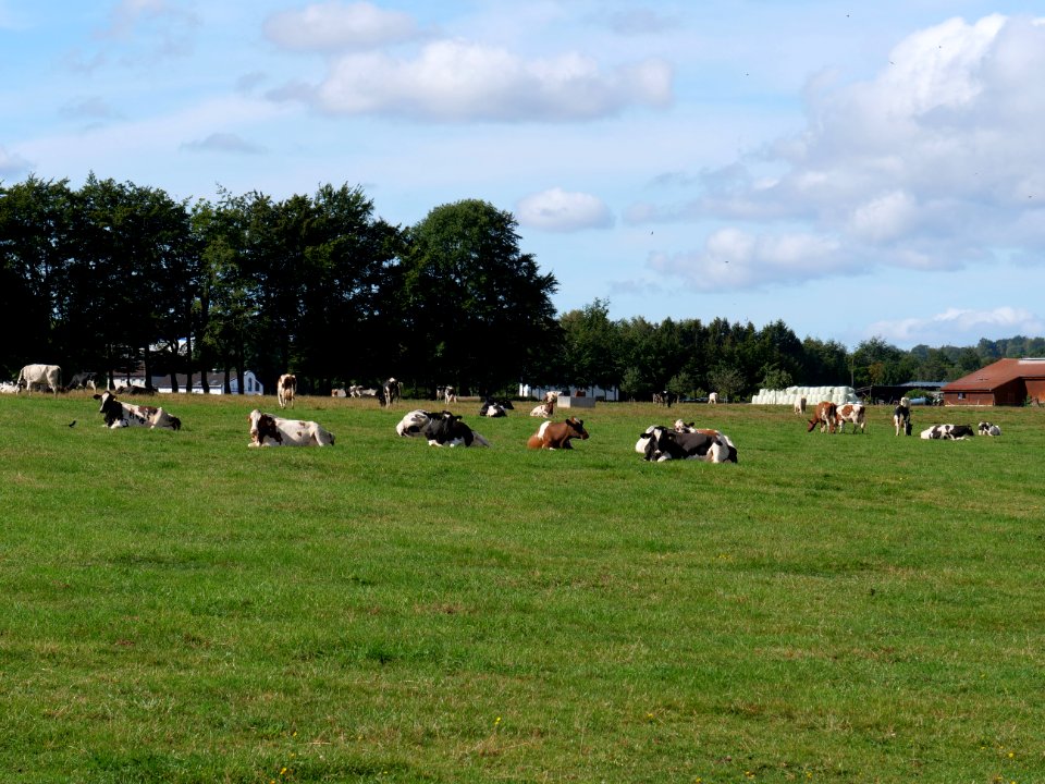 Meadow near Strauch 08