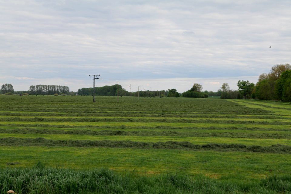 Meadow in Fehrbellin 2020-05-15 01