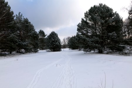 Meadow Fichtewiese Erlengrund Spandauer Forst with snow 2021-02-10 05