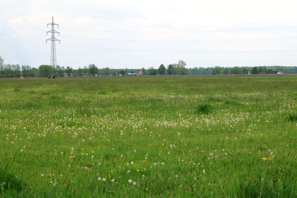 Meadow near Schleuensches Luch 2020-05-10 10