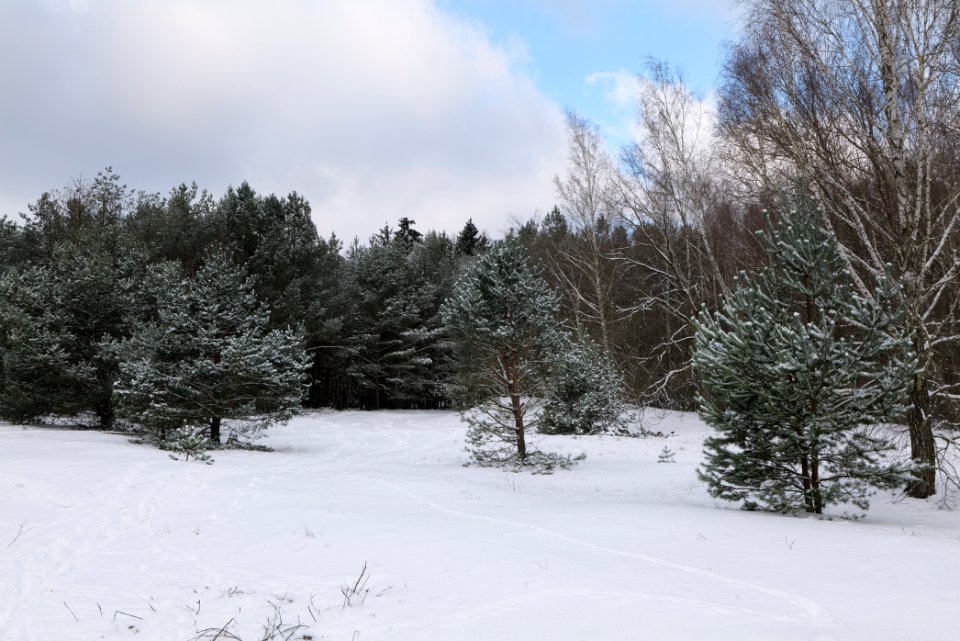 Meadow Fichtewiese Erlengrund Spandauer Forst with snow 2021-02-10 11