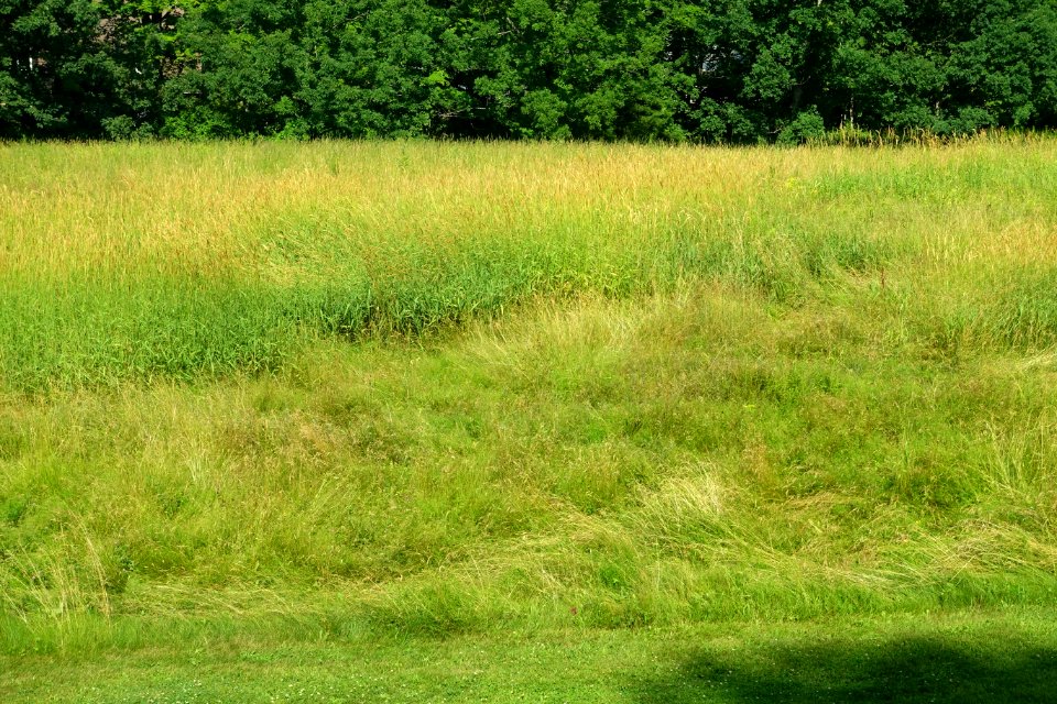 Meadow - Naulakha - Dummerston, Vermont - DSC06794