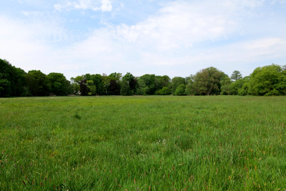 Meadow in Pinnow 2020-05-10 01
