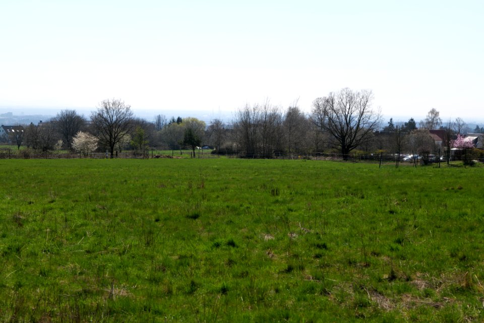 Meadow Oberhöchstadt 2020-03-25 19