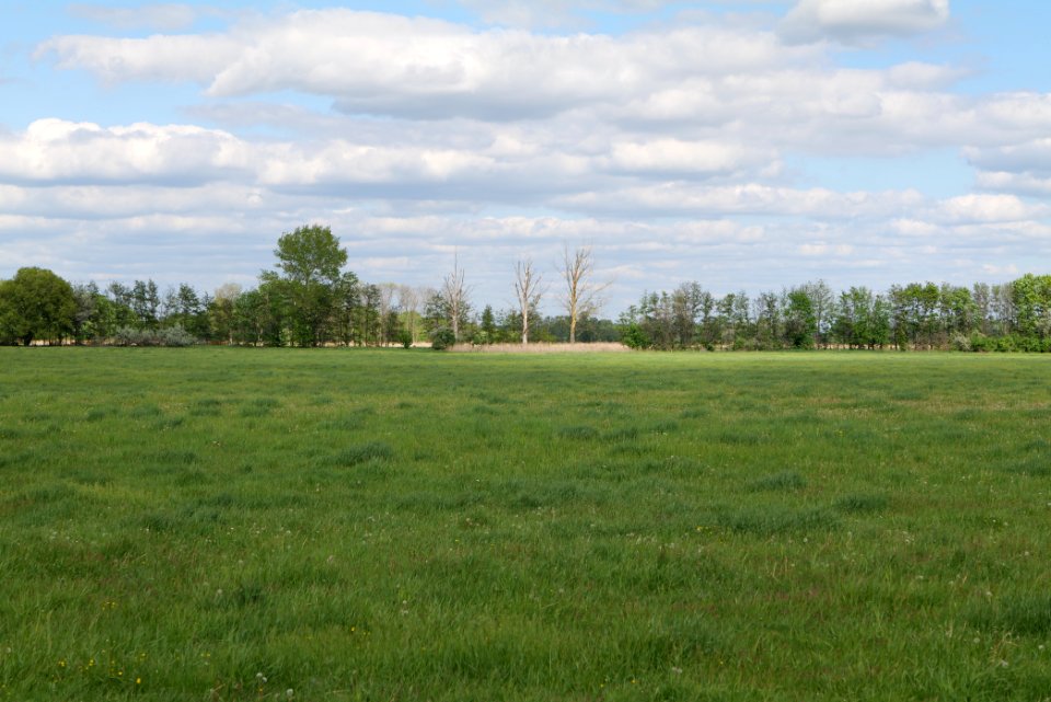 Meadow in Nauen 2020-05-15 06