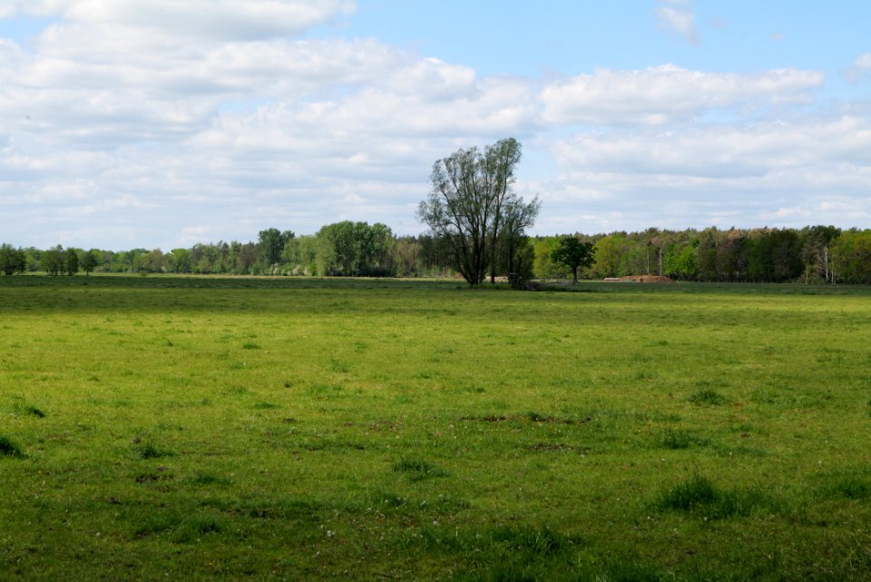 Meadow at Leitsakgraben 2020-05-15 08