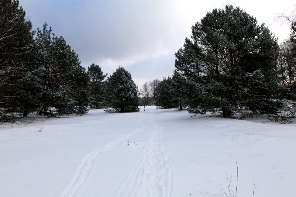 Meadow Fichtewiese Erlengrund Spandauer Forst with snow 2021-02-10 04