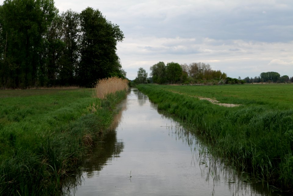 Meadow in Fehrbellin 2020-05-15 20