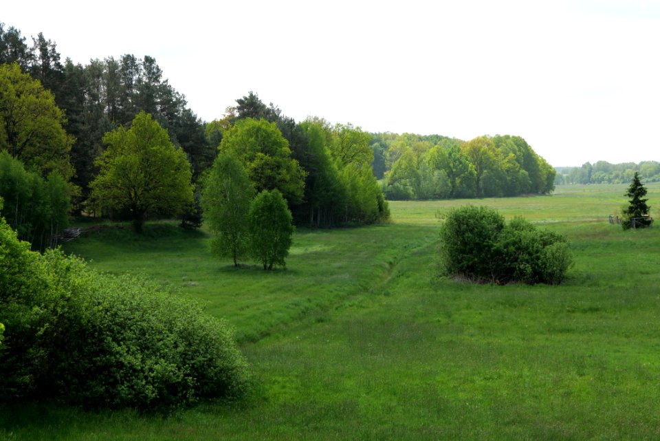 Meadow in Densow 2021-05-29 05