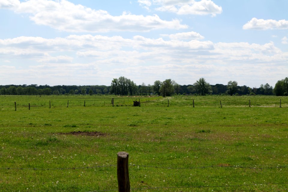 Meadow at Leitsakgraben 2020-05-15 15