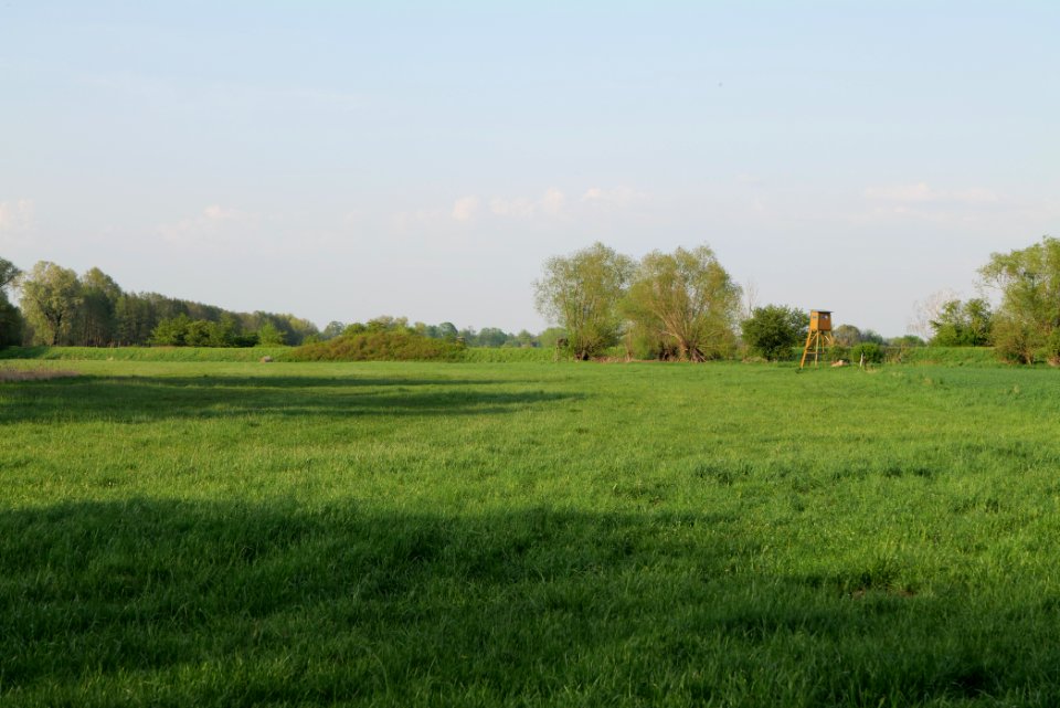 Meadow in Brusendorf 2021-05-11 27