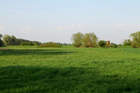 Meadow in Brusendorf 2021-05-11 27