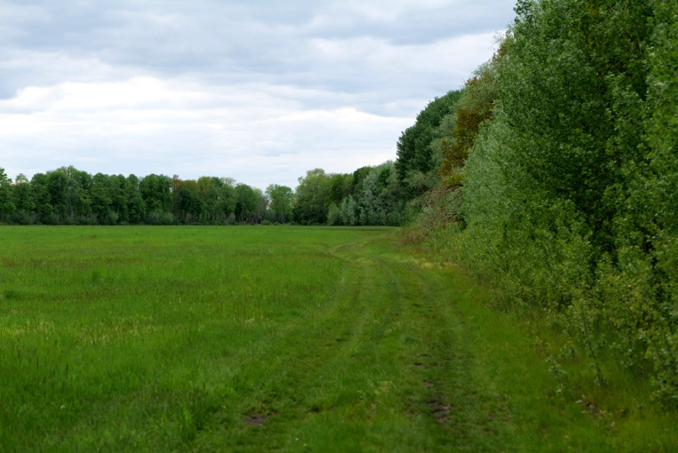 Meadow in Kremmen 2020-05-15 04