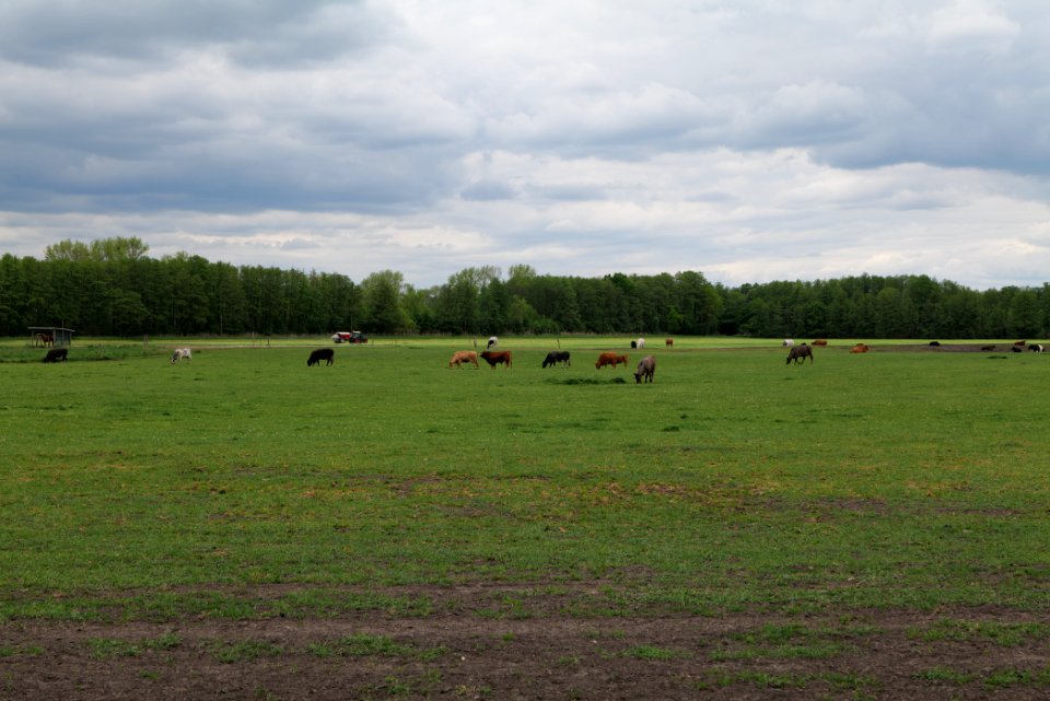 Meadow in Fehrbellin 2020-05-15 10
