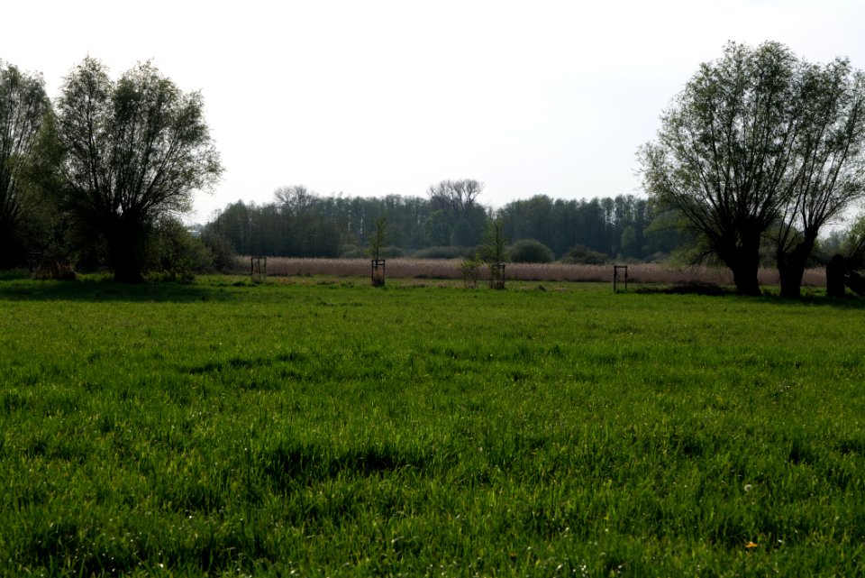 Meadow in Brusendorf 2021-05-11 19