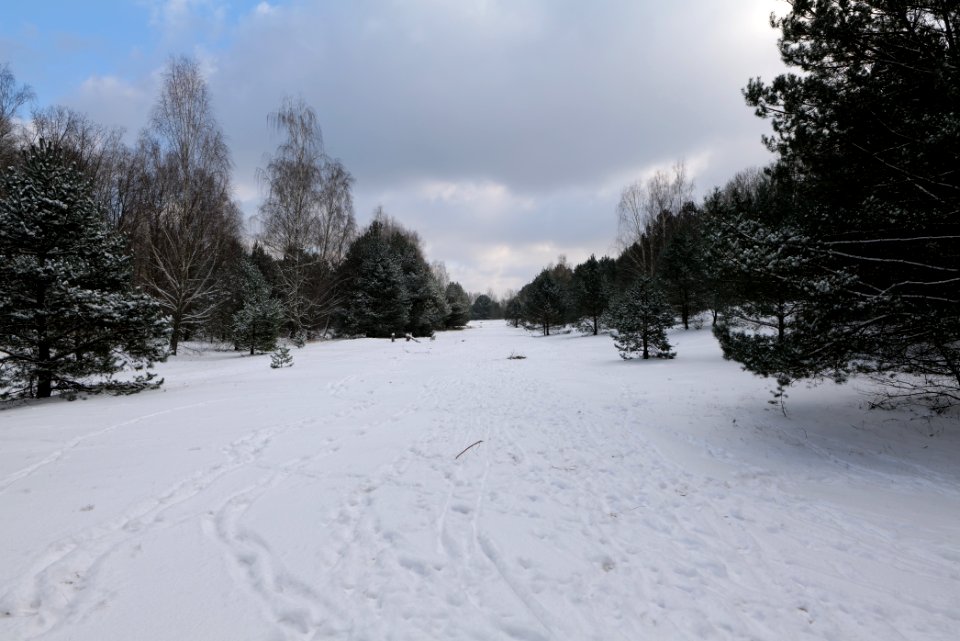 Meadow Fichtewiese Erlengrund Spandauer Forst with snow 2021-02-10 13