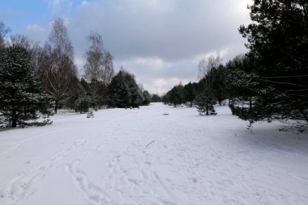Meadow Fichtewiese Erlengrund Spandauer Forst with snow 2021-02-10 13