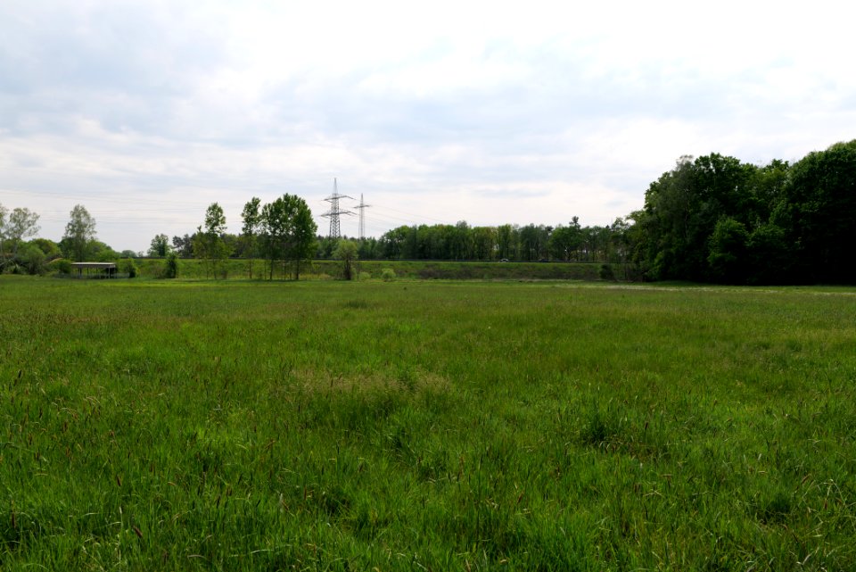 Meadow in Pinnow 2020-05-10 12