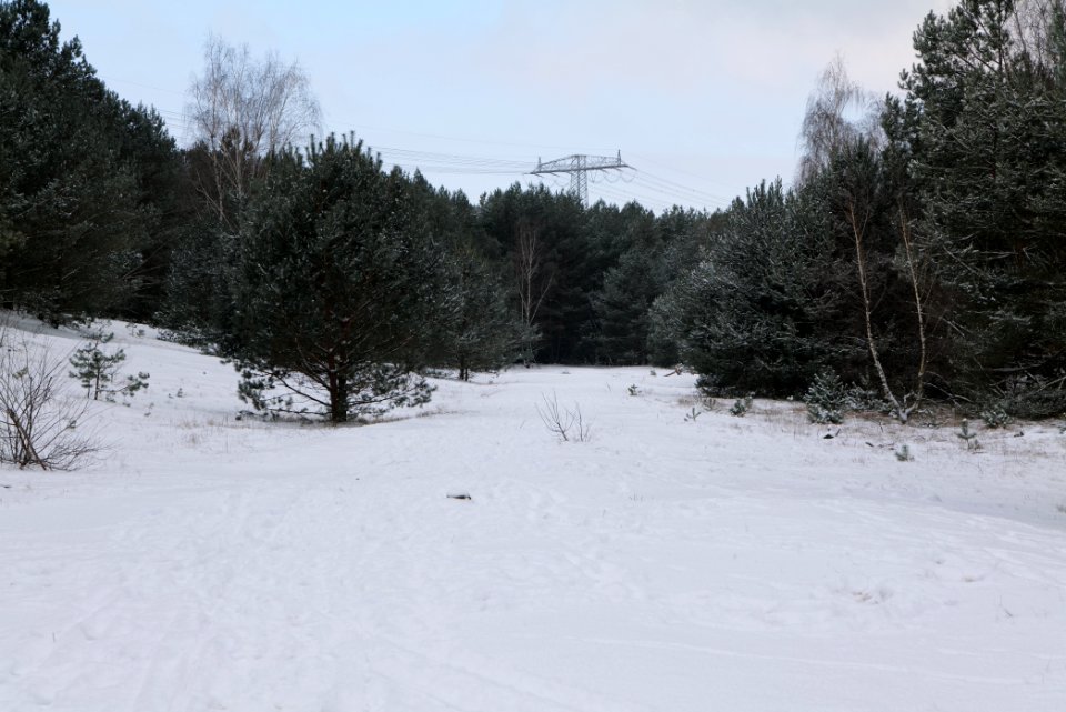 Meadow Fichtewiese Erlengrund Spandauer Forst with snow 2021-02-10 09