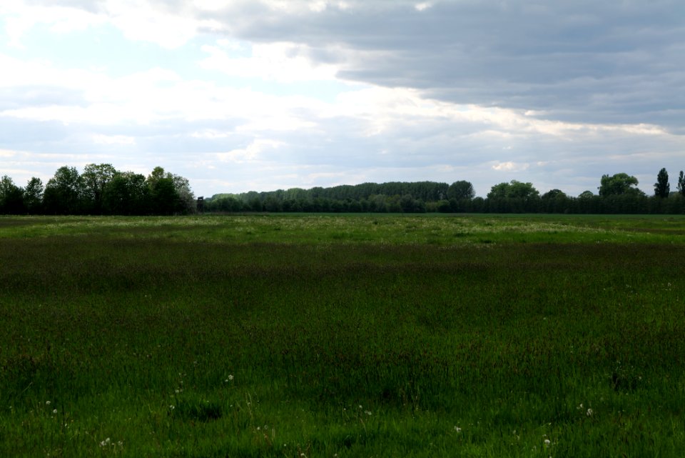 Meadow in Nauen 2020-05-15 11