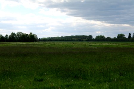 Meadow in Nauen 2020-05-15 11