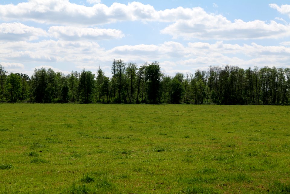 Meadow at Leitsakgraben 2020-05-15 12